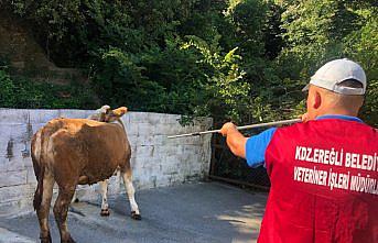 Ereğli'de kurban yakalama timi kuruldu