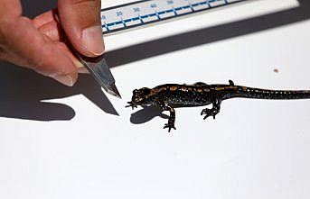 Kafkas semenderinin doğal yaşam alanlarına yönelik 