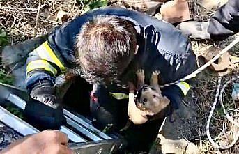 Karabük'te 5 metrelik kuyuya düşen köpek yavrusu kurtarıldı