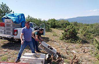 Karabük'te doğaya 500 sülün salındı