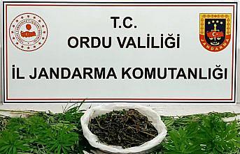 Ordu'da uyuşturucu operasyonunda 5 şüpheli yakalandı