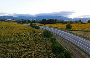 Samsun'da ağustosta hasadı yapılacak ayçiçekleri açtı