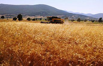 Samsun'da biçerdöverle buğday hasat sezonu başladı