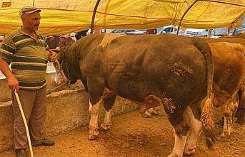 Samsun'da bir tonluk boğa 58 bin liraya satıldı