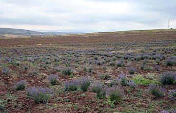 Tokat'ta atıl tarım arazisine dikilen lavantaların hasadı yapıldı
