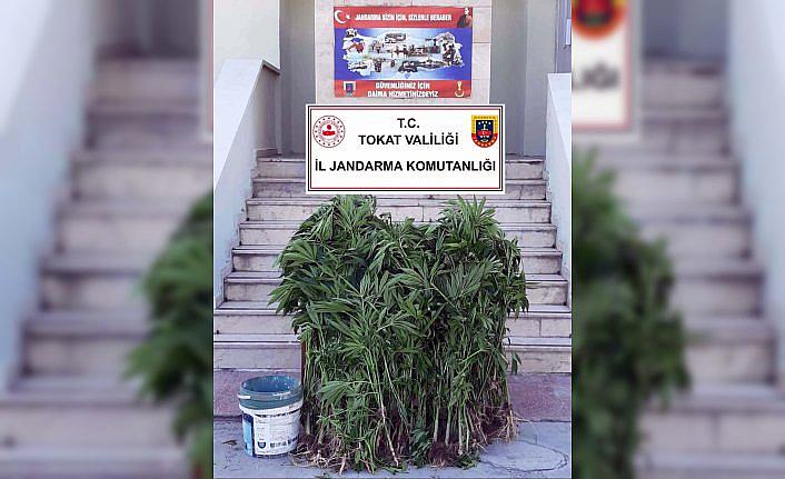 Tokat'ta Hint keneviri operasyonunda 2 kişi yakalandı