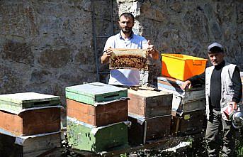 Anzer Yaylası'nda bal sağımına başlandı