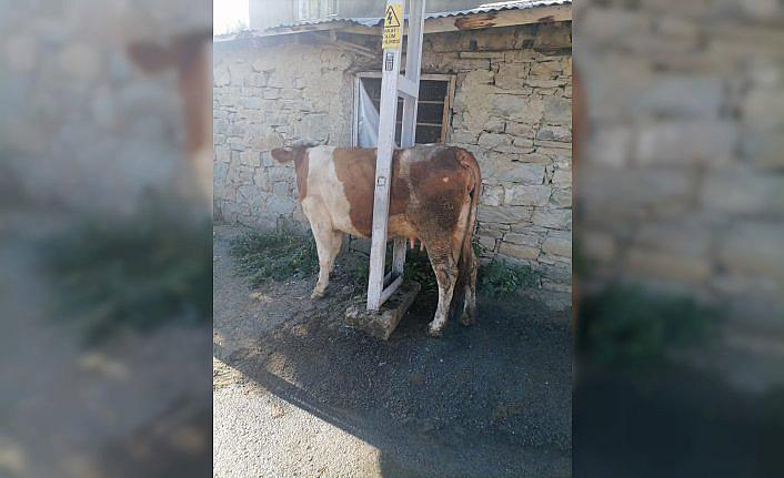 Bayburt'ta elektrik direğinin demirleri arasına sıkışan inek kurtarıldı