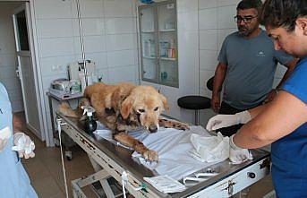 Bolu'da köpeğini aracına bağlayarak metrelerce sürükleyen kişiye para cezası