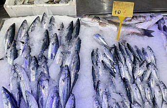 Çaparilere takılan palamutlar sezon öncesi balıkçıları umutlandırdı