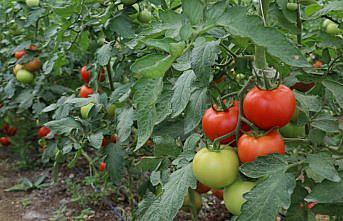 Cezaevi içinde kurulan seranın açılışı yapıldı
