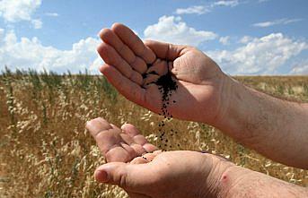 Çorum'da arıcılar son yıllarda yaygınlaşan çörek otu balından memnun