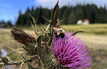 Düzce ve Bolu yaylaları doğal güzellikleriyle ziyaretçilerini bekliyor