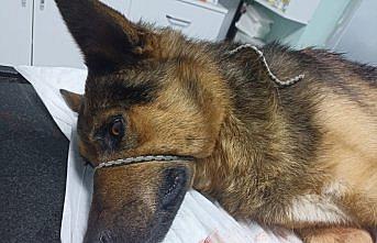 Düzce'de av tüfeğiyle vurulan köpek tedavi altına alındı