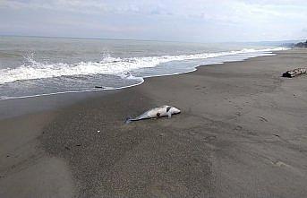 Düzce'de denizde bulunan ölü yunus kıyıya çıkarıldı