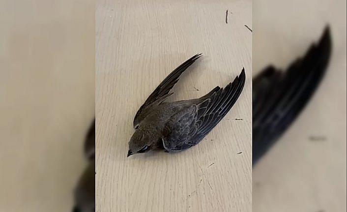 Karabük'te bulunan yaralı ebabil tedavi altına alındı