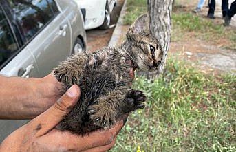 Karabük'te sürücüsü il dışında olan otomobilin motoruna giren kedi yavrusu kurtarıldı