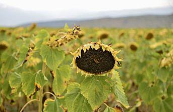 Karabük'ün yağlık ayçiçeği üretimi, destekleme modeliyle 900 tona yükseldi