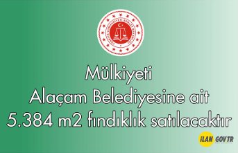 Mülkiyeti Alaçam Belediyesine ait 5.384 m² fındıklık satılacaktır