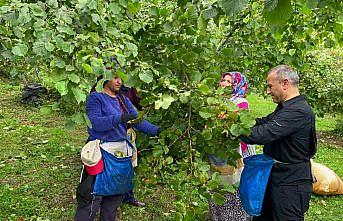 Ordu Valisi Sonel, işçilerle fındık topladı