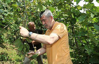 Ordu'da FINVER bahçelerinde fındık hasadı başladı