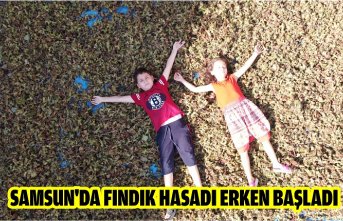 Sam­sun'da fın­dık ha­sa­dı erken baş­la­dı