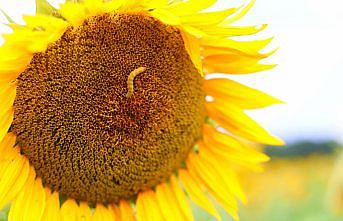 Samsun'da ayçiçeği zararlısı “çayır tırtılı“na karşı ZİHA'lı mücadele