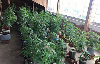 Samsun'da uyuşturucu operasyonlarında 2 kişi yakalandı