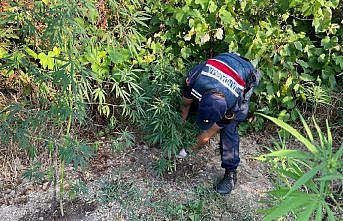 Sinop'ta uyuşturucu operasyonunda 3 zanlı yakalandı