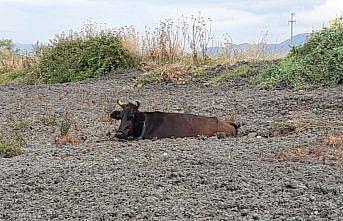 Tokat'ta gübre yığınına batan ineği itfaiye kurtardı