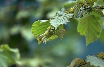 Verim kaybını önlemek için fındığı 