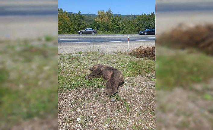 Zonguldak'ta kamyonetin çarptığı ayı öldü