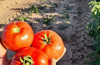 Amasya'da Domates Hasadı Tarla Günü etkinliği yapıldı