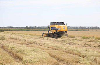 Bafra Ovası'nda 130 bin ton çeltik rekoltesi bekleniyor