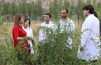 Bayburt'ta tarımsal üretim çeşitliliğini artırmak için çalışma yapılıyor