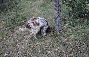 Bolu'da üniversite öğrencisi eğitimli köpekle trüf mantarı arıyor