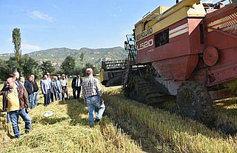 Boyabat'ta çiftçilerin çeltik hasadı devam ediyor