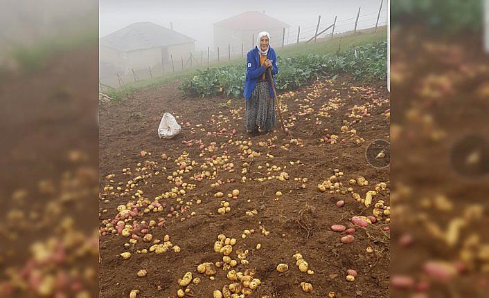 Espiye ve Güce'deki yaylalarda patates hasadı başladı