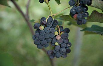 Fındık diyarı Ordu'da kurulan üzüm bağlarında hasat zamanı