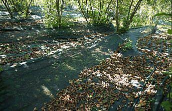 Fındıkta file örtüyle yapılan hasat maliyeti düşürdü