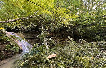GÜNCELLEME - Sinop'ta üzerlerine ağaç devrilen 2 kişi öldü, 1 kişi yaralandı