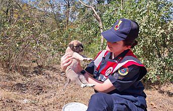 Jandarma bulduğu 10 köpek yavrusunu barınağa teslim etti