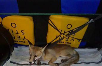 Karabük'te kümeste yakalanan tilki karnı doyurulup doğaya salındı