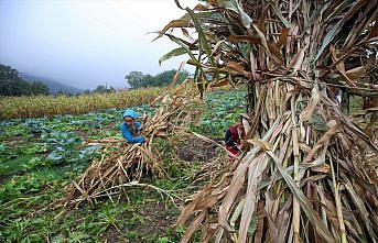 Karadeniz kadınının tarladan sofraya “mısır unu“ mesaisi