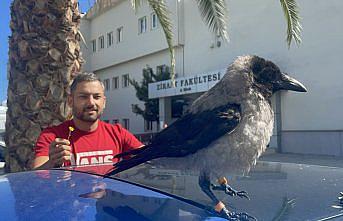 “Kırık Kanat“ tedavi edildiği üniversiteyi terk etmedi
