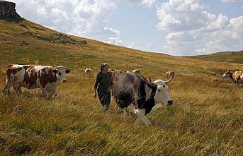 Köroğlu Dağları'nın zirvesinde yalnız kalan kadının ürettiği süt ürünleri ilgi görüyor
