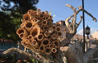 Öğrenciler canlıların yaşamını 