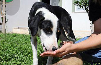 Ordu'da sahipsiz hayvanlar için mama üretimi