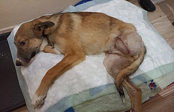 Otomobilin çarpmasıyla bir bacağını kaybeden köpeğe sevgiyle bakıyor