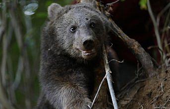 Rize'de domuzlara karşı kurulan tuzağa takılan yavru ayı kurtarıldı